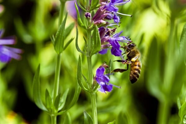 hyssop tea