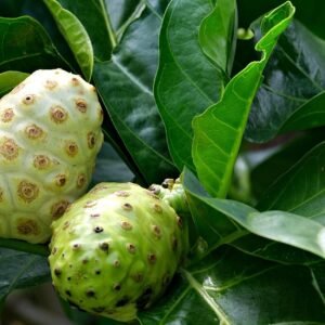 noni leaf tea