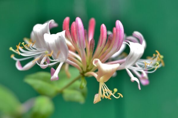 honeysuckle tea